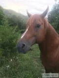 AQHA Registered Stud Horse For Sale