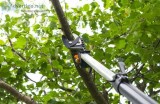 Tips for Pruning and Trimming Your Trees