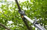 Tips for Pruning and Trimming Your Trees