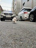 Top Quality Registered Pomeranian