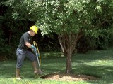 Tree Service in Roswell