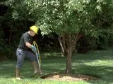 Tree Service in Roswell