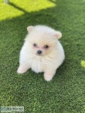 Cute Pomeranian Puppies for Re-homing