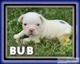 Bub ACA Male French Bulldog