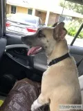 Female puppy