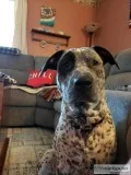 8 month old German Shorthair  Staffordshire Terrier mix.