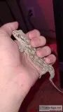 Madagascan Velvet Gecko breeding pair