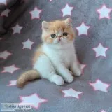 short hair kittens