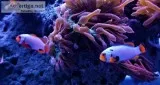 Clown fish Picasso Snows and nem brilliant colorspatterns WYSIWY