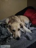 Selling My LabCattleDog