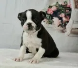 Understanding Boston terrier puppies ready