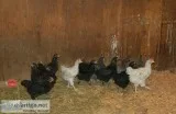 Roosters available 3 months old