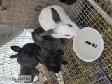 miniature Rex and Polish baby rabbits