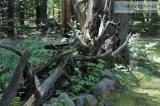 Driftwood