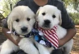 Golden retriever puppies ready