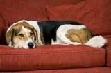 Pet Vaccination Service in Mississauga