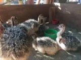 Ostrich chicks for sale