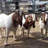 Registered boer goat doe for sale