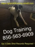 Obedience socialization and problem-solving