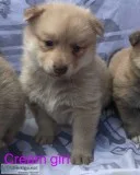 Stunning Pomsky Pups For Sale