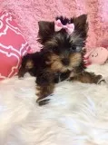 Male and a female and akc registered yorkie