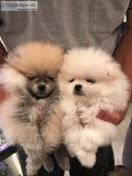 Adorable Pedigree Pomeranian Puppies