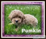 Pumkin Female Poochon
