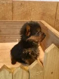 Beautiful yorkie puppies ready# 443-317-9174