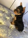 Home trained yorkie puppies # 443-317-9174