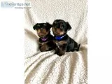Amaizing male and female yorkie puppies