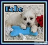 Echo Male Teddy Bear