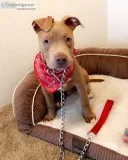 Adorable male and female pit bull puppies