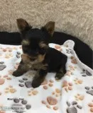 Yorkie puppies now ready for sale