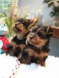 Affectionate and intelligent yorkie puppies
