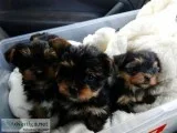 Male and female yorkie puppies for sale
