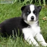 Puppy for Sale But don t buy from me go adopt