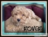 Rover Male Poochon