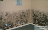 Select Best Residential Mold Removal Service in Naples  DG Clean