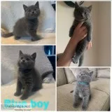 Ready To Leave Beautiful British Shorthair