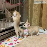 Male and female fennec fox kits for for a new home