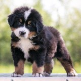 Bernese Mountain Dog Available