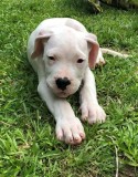 Absolutely Dogo Argentino Puppies For Sale
