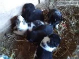 Akita puppies
