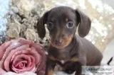 female mini Dachshund pup