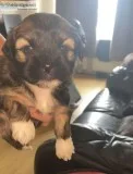 Pedigree Lhasa Apso Puppies