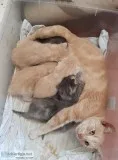 Russian soft hair Maine c--n kittens