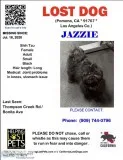 LOST DOGREWARD275
