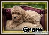Gram Male Poochon