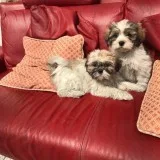 Tri color Shih Tzu  pups looking for a forever home