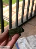 Baby Chameleons for sale